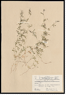 Vicia hirsuta (L.) S. F. Gray