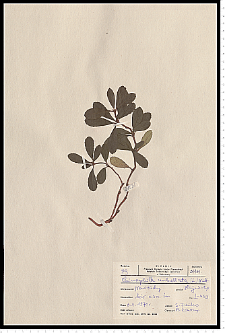 Chimaphila umbellata (L.) W. P. C. Barton