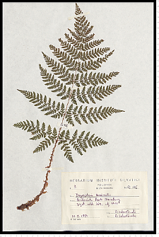 Dryopteris expansa (C. Presl) Fraser-Jenk. & Jermy