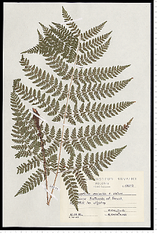 Dryopteris expansa (C. Presl) Fraser-Jenk. & Jermy