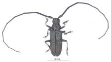 Monochamus sutor (Linnaeus, 1758)