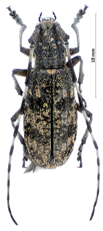 Monochamus saltuarius (F. Gebler, 1830)