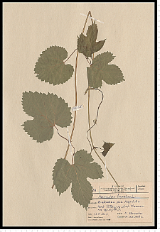 Humulus lupulus L.