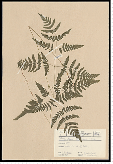 Gymnocarpium dryopteris (L.) Newman