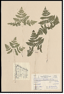 Gymnocarpium dryopteris (L.) Newman