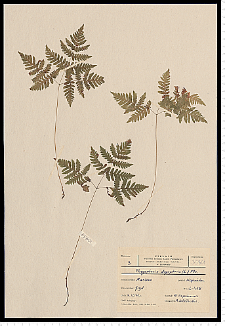 Gymnocarpium dryopteris (L.) Newman