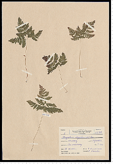 Gymnocarpium dryopteris (L.) Newman