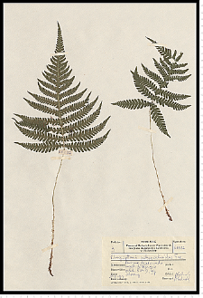 Phegopteris connectilis (Michx.) Watt