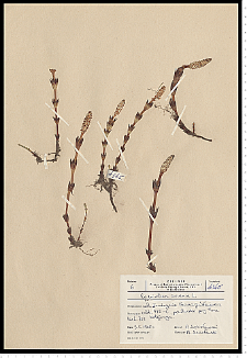 Equisetum arvense L.