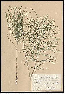 Equisetum arvense L.