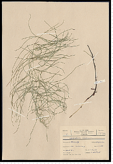 Equisetum arvense L.