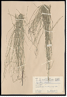 Equisetum palustre L.