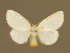 Euproctis similis (Fuessly, 1775)