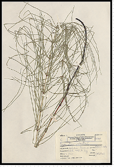 Equisetum palustre L.