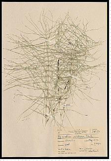 Equisetum pratense Ehrh.