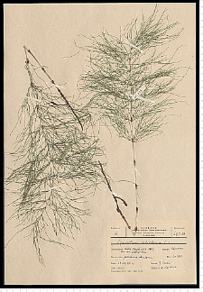 Equisetum sylvaticum L.