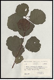 Alnus glutinosa (L.) Gaertn.