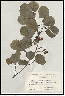 Alnus glutinosa (L.) Gaertn.