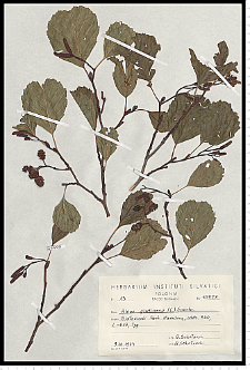 Alnus glutinosa (L.) Gaertn.