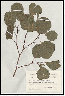 Alnus glutinosa (L.) Gaertn.