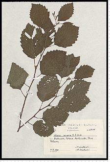 Alnus incana (L.) Moench