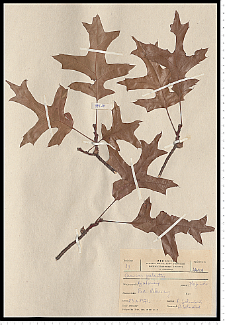 Quercus palustris Münchh.