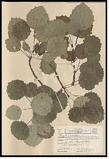 Populus tremula L.