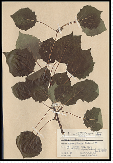 Populus tremula L.