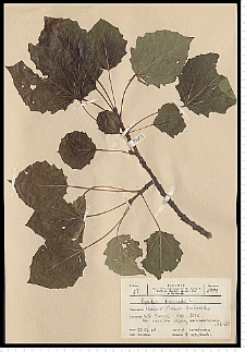 Populus tremula L.