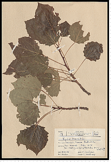 Populus tremula L.