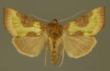 Diachrysia chrysitis (Linnaeus, 1758)