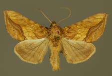 Panchrysia aurea (Hübner, 1803)