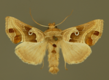 Euchalcia consona (Fabricius, 1787)