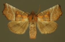 Scoliopteryx libatrix (Linnaeus, 1758)