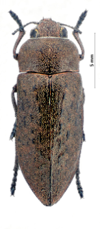 Perotis lugubris (Fabricius, 1777)