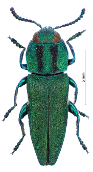Anthaxia hungarica (I.A. Scopoli, 1772)