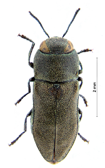 Anthaxia millefolii (Fabricius, 1801)