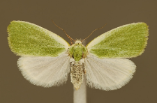 Earias clorana (Linnaeus, 1761)