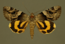 Catocala fulminea (Scopoli, 1763)