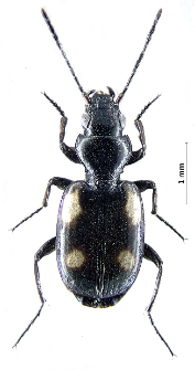 Lionychus