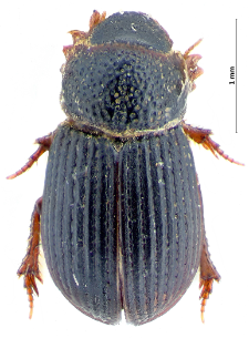 Diastictus
