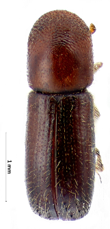Xyleborus