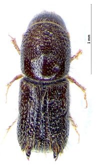 Pityokteines