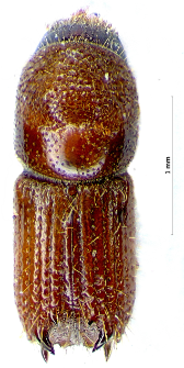 Pityokteines spinidens (E. Reitter, 1895)