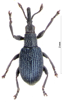 Ceratapion