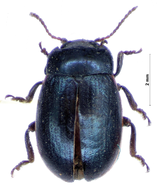 Chrysolina