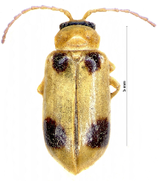 Phyllobrotica