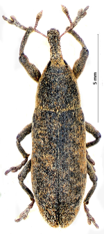 Lixus