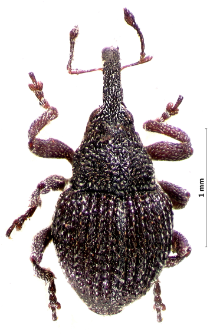 Rutidosoma
