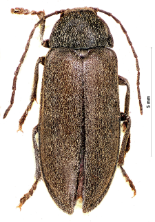 Dascillus